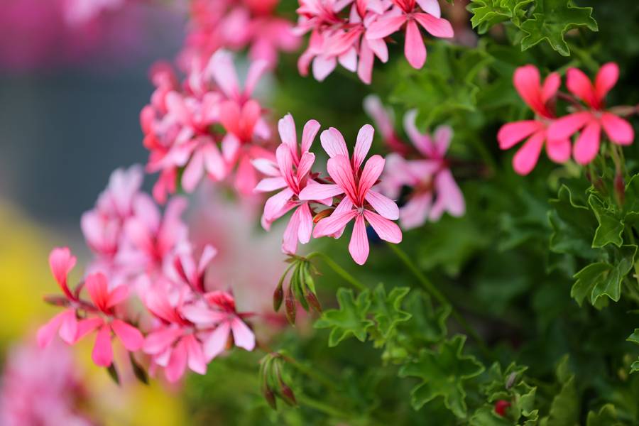 Türkiye'de daha büyüğü yok! Selçuklu Çiçek Bahçesi yeniden kapılarını açtı 16